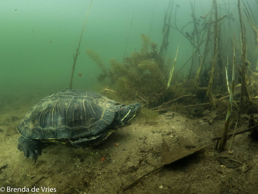 Schildpad in het Veenmeer